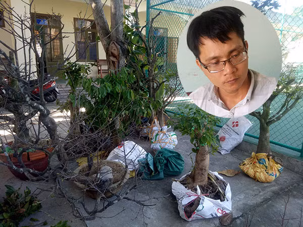 Đối tượng Hùng (ảnh nhỏ) và nhiều cây mai có tuổi đời gần 20 năm bị trộm. Đối tượng Hùng (ảnh nhỏ) và nhiều cây mai có tuổi đời gần 20 năm bị trộm.