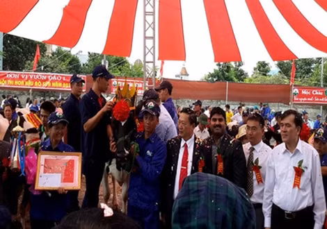 Cảnh đăng quang "hoa hậu bò" năm 2015