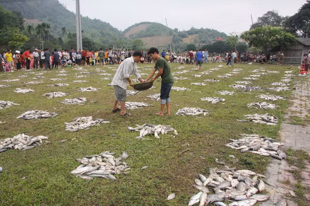 Cảnh chia cá ăn Tết ở vùng cao
