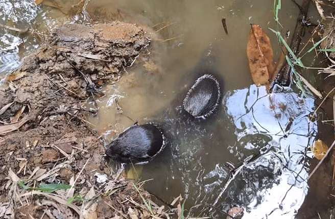 Rái cá vuốt bé, nhóm IB