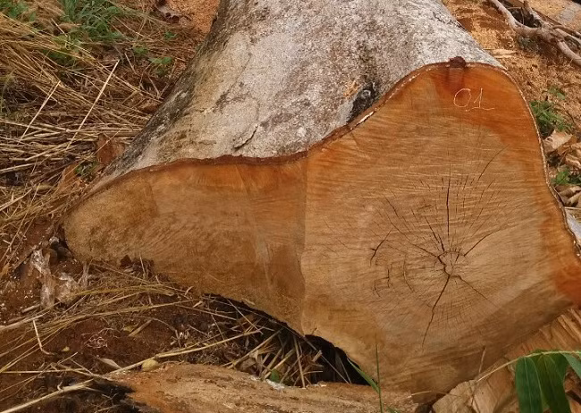 Một cây gỗ vừa bị lâm tặc cưa hạ