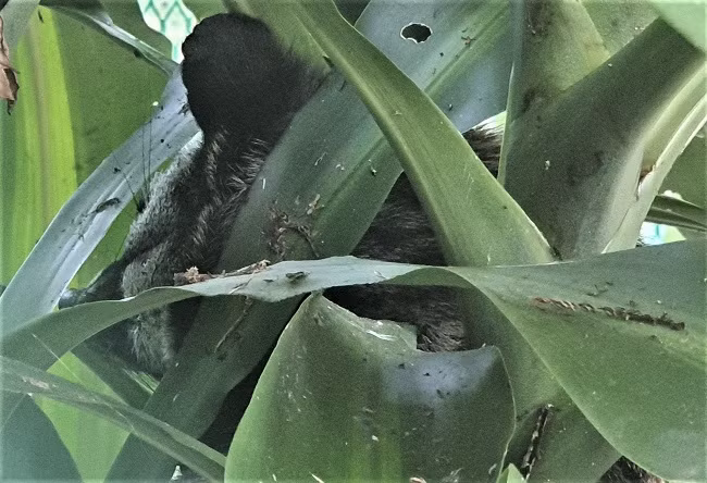 Con cầy vòi hương được Trưởng Công an huyện đem tới bàn giao cho VQG Cát Tiên