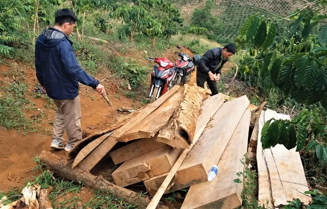 Lâm tặc cất giấu gỗ trong rẫy cà phê