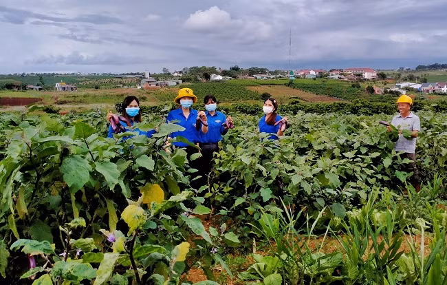 Các đoàn viên thanh niên thu hoạch cà tím quyên góp cho chương trình “Chuyến xe yêu thương hướng về thành phố mang tên Bác”.