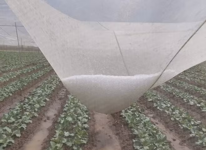 Mưa đá gây thiệt hại nặng nề hoa màu của người dân.