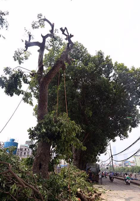 Cây xà cừ bị chặt hạ nằm sát với đường dẫn cầu vượt nút giao Cầu Giấy, nơi công trường đang thi công.