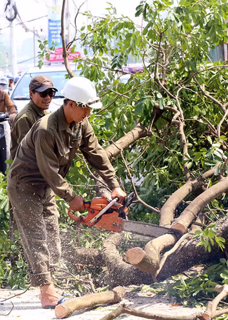 Cành và thân cây được nhóm công nhân của Công ty cây xanh cưa nhỏ thành nhiều khúc. Trước đó, cũng trên tuyến đường Láng, Sở Xây dựng cũng cấp phép cho Ban quản lý dự án đường sắt đô thị chặt hạ hơn 30 cây xà cừ cổ thụ để phục vụ xây dựng tuyến đường sắt Cát Linh - Hà Đông.