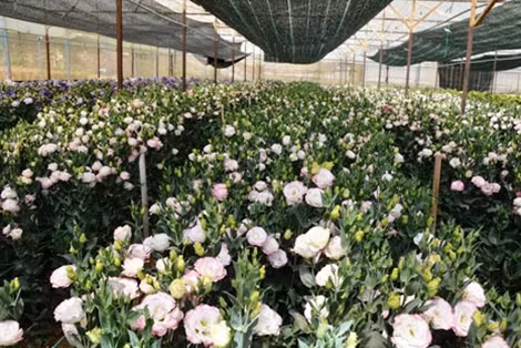 Vườn cát tường của gia đình ông Phùng Hữu Nam Khang nở rộ mặc dù gần 20 ngày nữa mới tới Tết Nguyên đán 2016.