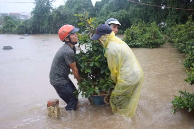 Khiêng mai lên cao