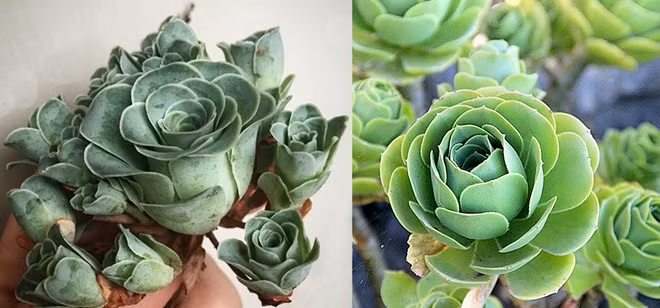 Sen đá hoa hồng, có tên là Greenovia Dodrentalis