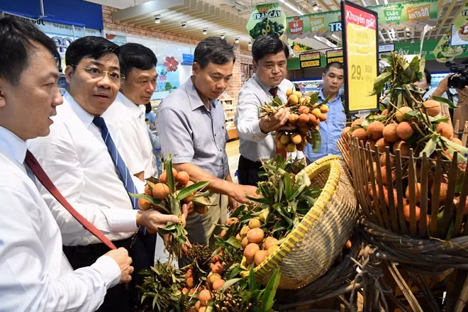 Vải thiều đưa vào hệ thống siêu thị