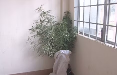 Ông Đặng Văn Thành khai số cần sa này là do con ông trồng.