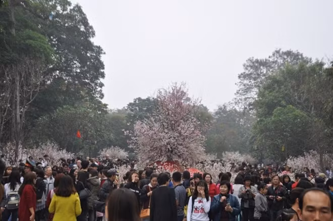 Biển người ngắm hoa anh đào tại Hà Nội năm 2017