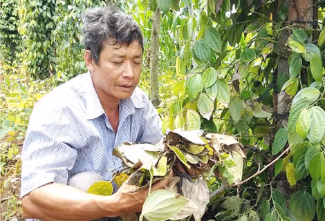 Nhiều nông dân ở Tây Nguyên đang mất ăn, mất ngủ vì nạn “tiêu tặc” lộng hành.