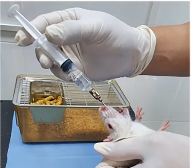 Chuồng nuôi và cho chuột uống thuốc trong thử nghiệm độc tính của thực phẩm chức năng nano Ba kích tại Học viện Quân y.