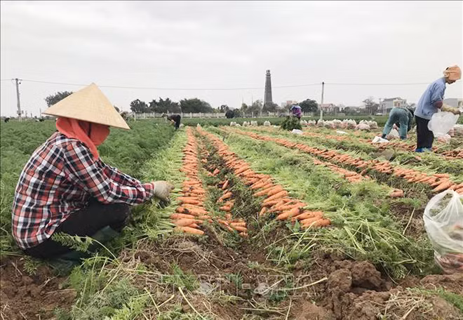 Phong trào giải cứu nông sản cho Hải Dương đang lan toả mạnh mẽ.