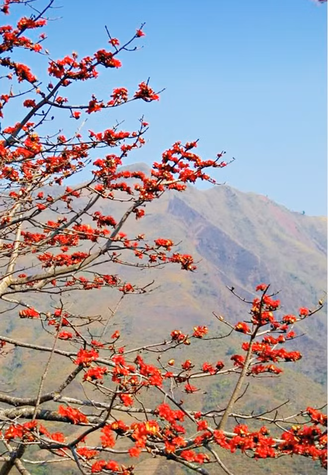 Hoa gạo đỏ trời biên giới.