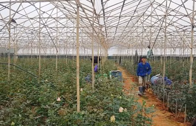 Doanh nghiệp thuê đất của bà con giá rẻ rồi cho thuê lại kiếm lời.