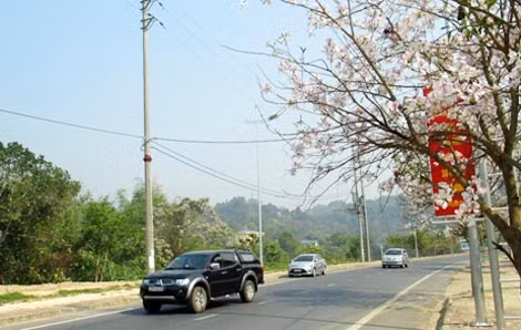 Cửa ngõ thành phố Điện Biên Phủ đón du khách bằng những bông ban trắng hai bên đường.
