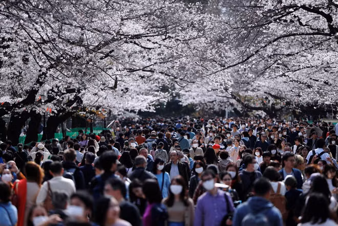 Nhiều người dân tại Tokyo, Nhật Bản đổ về công viên Ueno thưởng hoa anh đào. (Ảnh: Reuters) Nhiều người dân tại Tokyo, Nhật Bản đổ về công viên Ueno thưởng hoa anh đào. (Ảnh: Reuters)