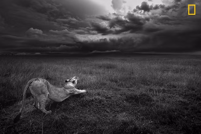 Một con sư tử cái đang “thả dáng” ở khu bảo tồn Quốc gia Maasai Mara, Kenya.