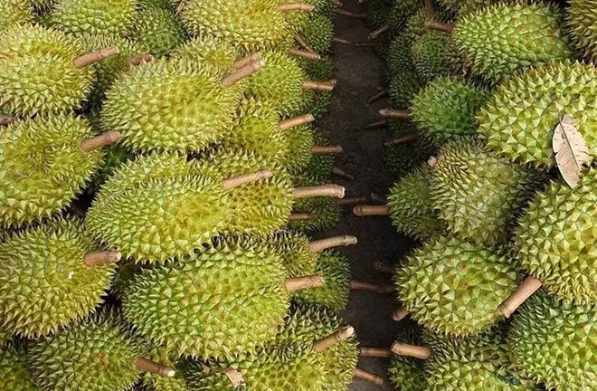 Sầu riêng là loại trái cây phổ biến ở Đông Nam Á. (Ảnh minh họa: ITN)