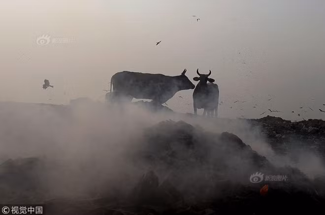 Bên cạnh đó, mức độ ô nhiễm của Thủ đô New Delhi thường xuyên vượt quá mức tiêu chuẩn an toàn. Thậm chí, tình trạng ô nhiễm không khí tại đây còn trầm trọng hơn so với Thủ đô Bắc Kinh của Trung Quốc.