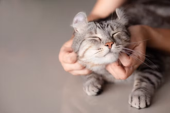 Tổ chức Y tế Thế giới nói rằng không có bằng chứng nào cho thấy chó, mèo hay bất kỳ vật nuôi nào có thể truyền bệnh COVID-19. (Ảnh: Shutterstock)