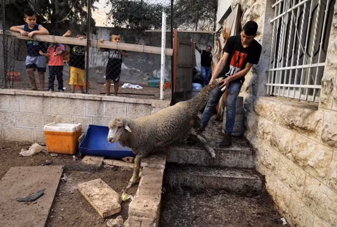 Một người đàn ông người Palestine sống ở phía đông Jerusalem đang bắt một con dê để chuẩn bị cho lễ Hiến sinh. Rất nhiều tín đồ Hồi giáo chọn Jerusalem là nơi để cầu nguyện, đặc biệt là vào tháng lễ Ramadan (trước dịp lễ Eid al-Adha 70 ngày).