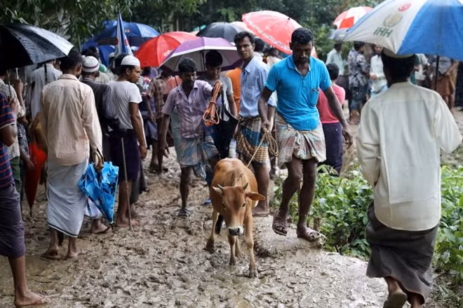 Một người dân Rohingya đang dắt một con bê về nhà sau khi mua nó từ khu chợ trong trại tị nạn Kutupalong.