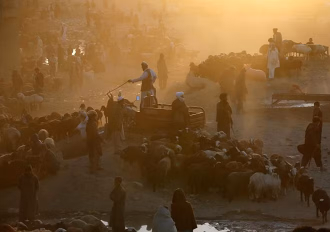 Khung cảnh náo nhiệt tại khu chợ gia súc ở thủ đô Kabul, Afghanistan, ngày 20/8.