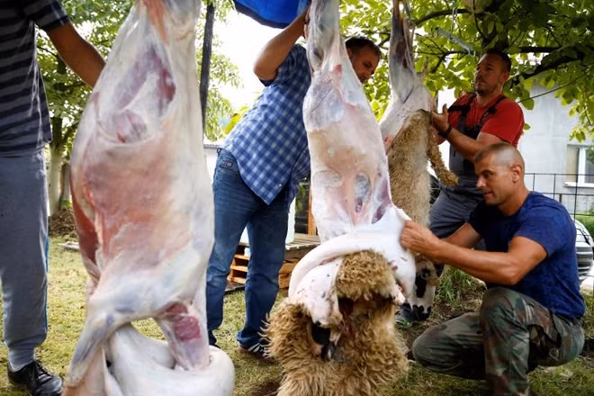 Sau khi tham gia cầu nguyện, người dân Bosnia tiến hành giết mổ cừu, loài vật được coi là vật hiến tế trong dịp lễ Eid al-Adha.