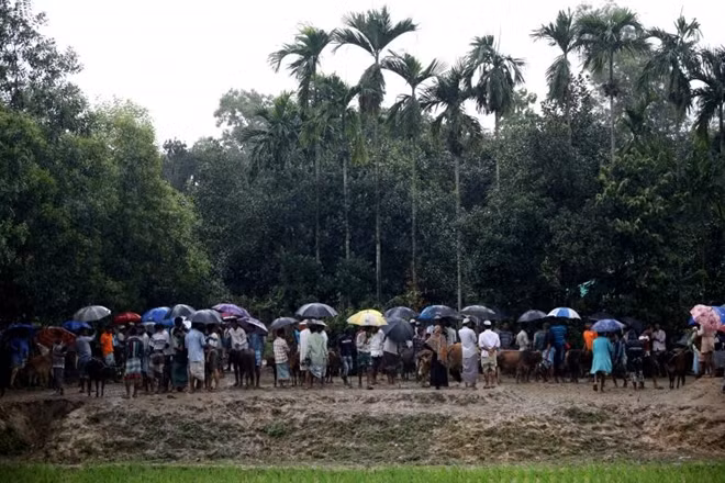 Những người tị nạn Rohingya đổ về một khu chợ bán gia súc tại khu trại tị nạn Kutupalong để chuẩn bị cho lễ Eid al-Adha.