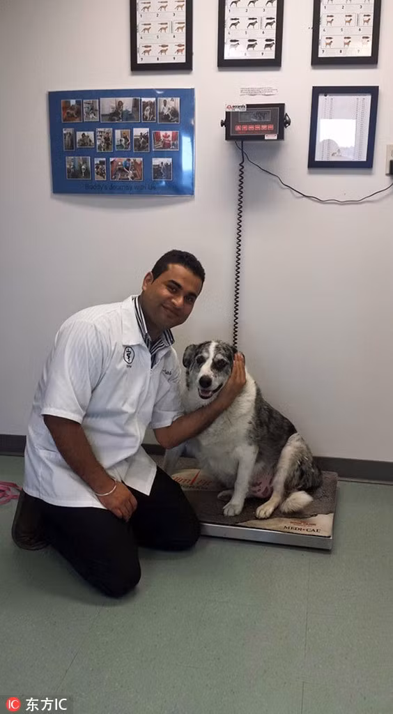 Ngay sau đó Angela và Samantha là nhân viên chăm sóc ở Trung tâm đã bắt đầu giúp Buddy giảm cân bằng cách hạn chế lượng thức ăn nạp vào cho tới khi Buddy đạt được cân nặng bình thường.