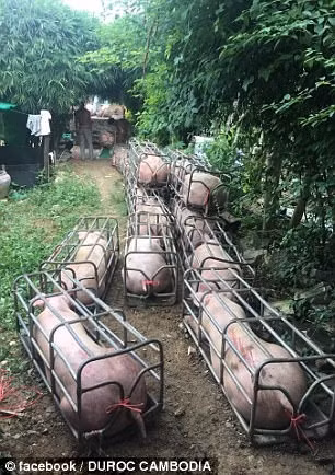 Tổ chức Bảo vệ quyền lợi động vật (PETA) cũng đã lên tiếng phản đối hành vi này, tuyên bố rằng giống lợn “lực sĩ” này là “ác quỷ”, không phải là thứ để làm thức ăn cho con người.