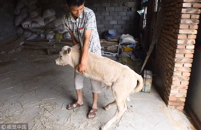 Mỗi lần muốn di chuyển, chú bê đều cần đến sự trợ giúp.