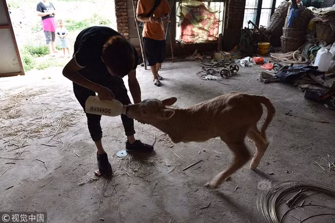 Ngày 18-6, anh chàng tên Wang Shiyou sinh sống tại một huyện thuộc thành phố Nhật Chiếu, tỉnh Sơn Đông (Trung Quốc) đã mua lại một chú bê mới sinh được 7 ngày với giá 200 NDT (khoảng 700 nghìn VND). Điều đáng nói ở chỗ, chú bê này từ lúc sinh ra chỉ có vẻn vẹn… 2 chân.