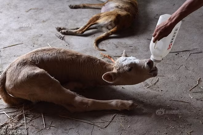 Anh Wang cho biết, anh đã quyết định mua chú bê này sau khi được bạn bè giới thiệu. Trong 10 năm làm nghề chăn nuôi gia súc, anh Wang vô cùng ngạc nhiên khi lần đầu tiên thấy một con bê với hình thù kỳ lạ như vậy.