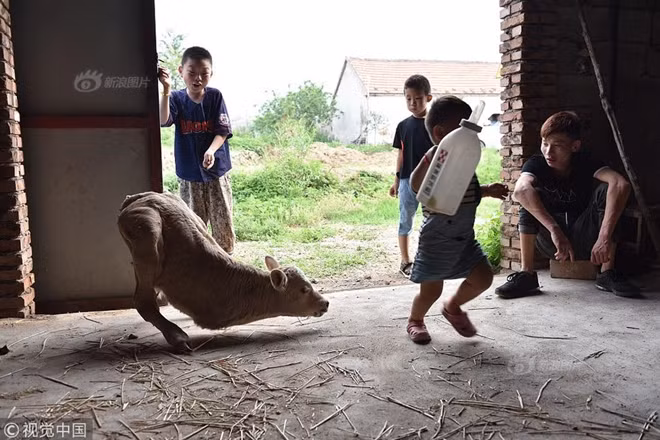 Hiện có rất nhiều người hiếu kỳ tới xem chú bê kỳ lạ này, đa số đều rất ngạc nhiên do chưa từng nhìn thấy chú bê nào giống như vậy cả, mọi người đều ví von nó giống như một con chuột túi “độc nhất vô nhị”.
