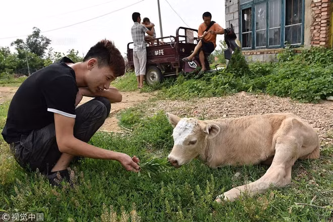 Hiện tại, anh Wang cho biết, mặc dù đã sinh được 7 ngày nhưng chú bê này khá bé, bù lại sức khỏe tương đối tốt, nhưng do chỉ có hai chân chống đỡ sức nặng cơ thể nên khi di chuyển chú bê tỏ vẻ khá nặng nè và chỉ có thể đi được vài bước nhỏ, mỗi lần uống sữa đều phải cần tới sự trợ giúp của anh Wang.