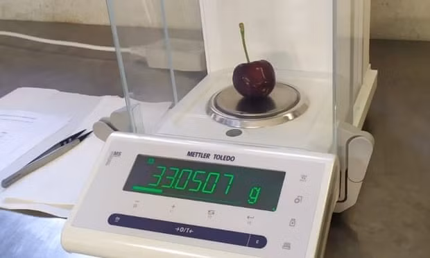 Quả cherry lớn nhất thế giới với trọng lượng 33g. (Ảnh: Guinness World Records)