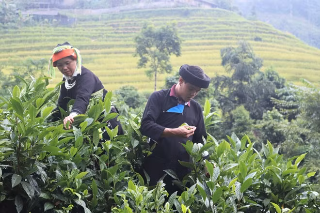 Gia đình anh Chiến có kinh tế ổn định hơn nhờ cây chè Shan tuyết.
