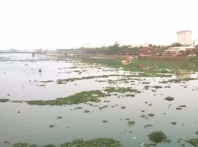 Bèo lục bình nổi dày đặc trên mặt nước sông Hương gây mất cảnh quan du lịch.