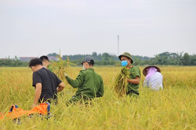 CBCS Công an huyện Yên Dũng gặt lúa giúp dân.