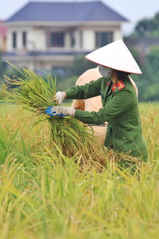 Việc thu hoạch lúa cho người dân là sự nỗ lực rất lớn của CBCS Công an huyện Yên Dũng.