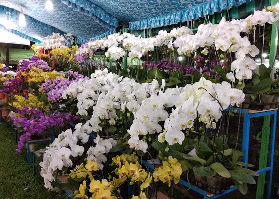 Lan Hồ Điệp rất được người dân ưa chuộng vì đẹp, hoa nở lâu tàn Lan Hồ Điệp rất được người dân ưa chuộng vì đẹp, hoa nở lâu tàn
