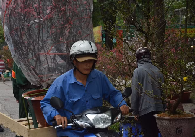 Mỗi gốc đào đẹp có giá từ 2,5 triệu đồng trở lên