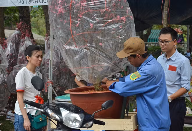 Không khí tại TP Hồ Chí Minh se lạnh nên đào nở đẹp, rất nhiều người đã chọn mua về chưng tết.