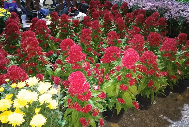 Hoa Mào gà Hoa Mào gà