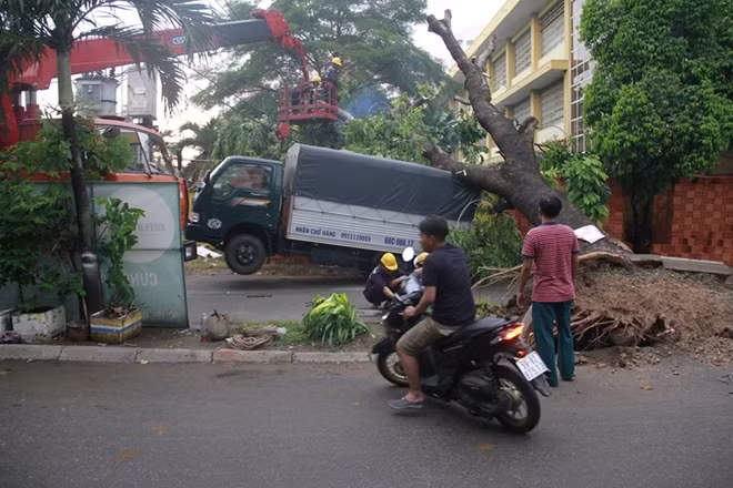 Một xe tải bị cây xanh đè